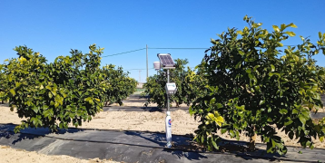 Two trees and water irrigation system